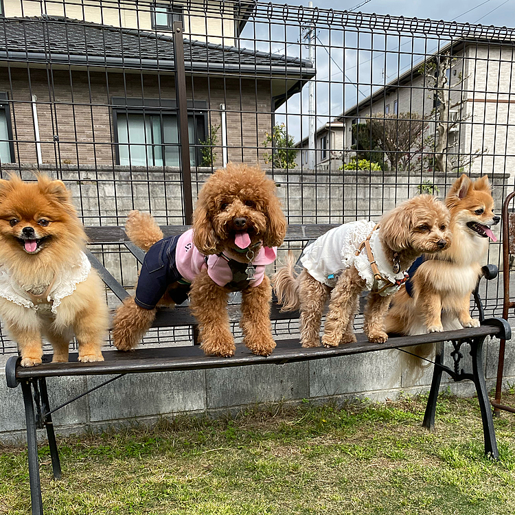 昨日はいぬノート時代からのお友達がルルちゃんの住む犬山に遊びに来るとの事でハッピーもお邪魔しました❣️

福井からナイトママさん、滋賀からはシュクレママさん、はなちゃん・はなママさん、京都からは凛ちゃん・凛ママさん💗
皆ずっと前から知っているのに初めましてでした☺️