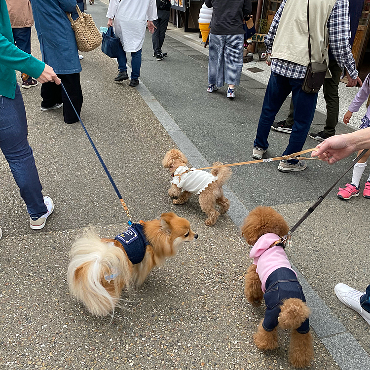 そして皆と合流🐶
まずは犬山城の城下町を散策しました🐾
桜の時期とも重なりいつも以上のかなりの人出でした😉