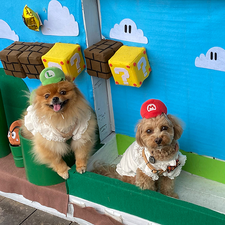 ルルマリオ、はなマリオ可愛い😍