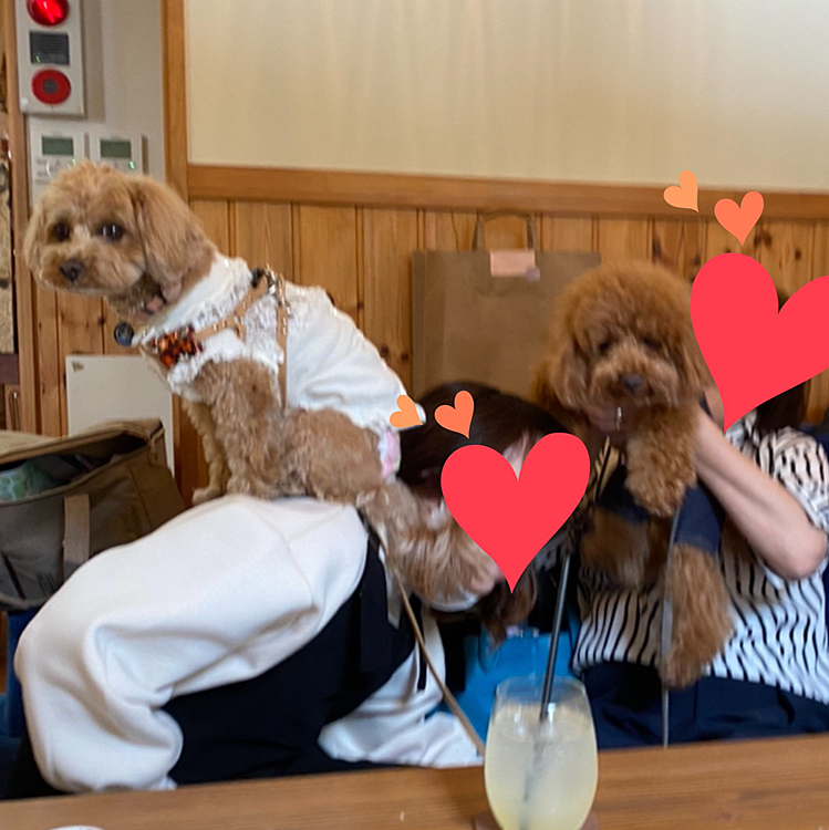 あー楽しかったな💗
ハッピーもたくさん可愛がって貰ったりたくさんオヤツ貰って終始ご機嫌そうで良かった😋

そして何度も会っているルルちゃんにはルルちゃんガーデンでワンされ、凛ちゃんには相手にされず、はなちゃんはママさんの肩に逃げられると言う予想通り惨敗なハッピーなのでした🤣🤣🤣

やっぱりお笑い担当です😆