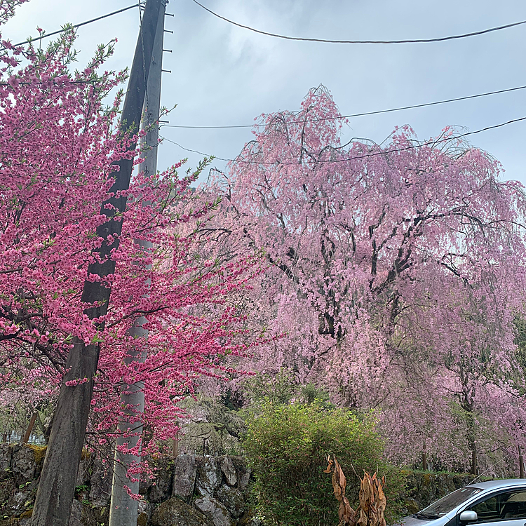 秩父の清雲寺という小さなお寺なのですが、お寺全体が枝垂れ桜に囲まれていて、知る人ぞ知る桜の名所です🌸
国の天然記念物の枝垂れ桜は残念ながら終わっていましたが、他にもたくさんの枝垂れ桜があってとってもキレイでした🌸
