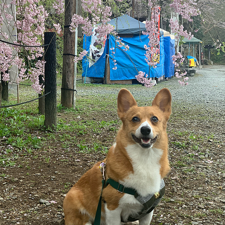 朝早すぎて人もまばら😊マーチも早起きして長時間ドライブ頑張ったね〜💕
おかげで親孝行できたよ😊ありがとうね💓
