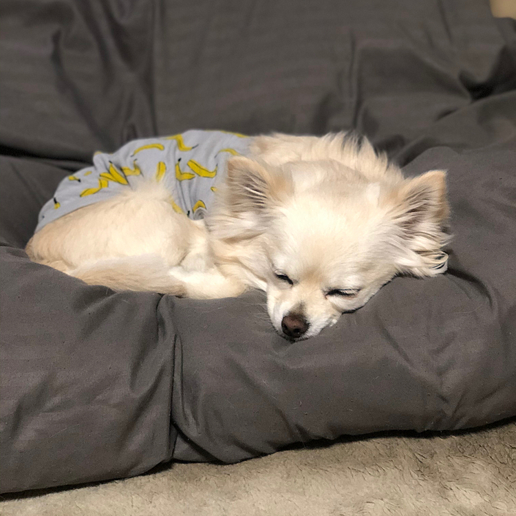 おはようございます☁️
月曜日の朝はネムネム💤な小雪🐶