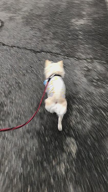 今朝も元気いっぱいお散歩してきました🎵🐶
風が吹いてるけど、そんなのヘッチャラ💨