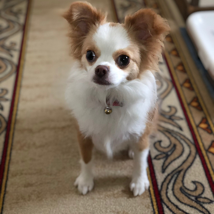 小春は🚽を済ませてスッキリ✨
千本ノックの準備は万端👍🐶
朝からハッスルハッスル〜🎵