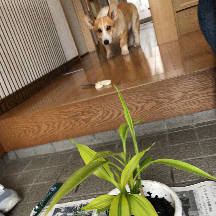 おかーたんは、暇でホームセンターで観葉植物の土を買ってきて、植え替えしました。
根がもうはみ出てて少し大きな鉢にしたよ。
おかーたん、何してるの？って覗きにきたまある😊