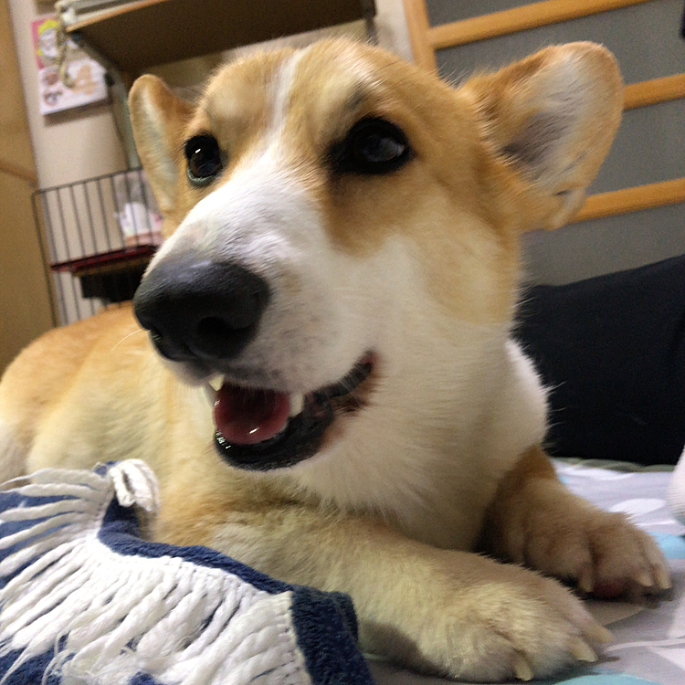 夜は、甘えん坊😊
私のそばを離れません😊
旦那が動くと激吠えするまある💦
何故だろう💦