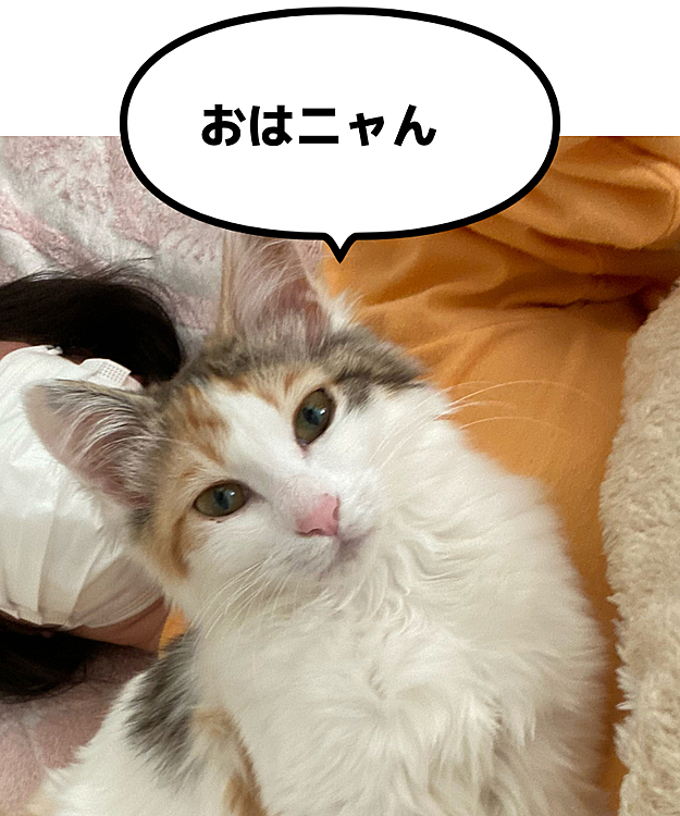 こむぎ地方はどんより曇り空。あたちには関係ニャいけどネ。今日もめいっぱい遊ぶニャん。