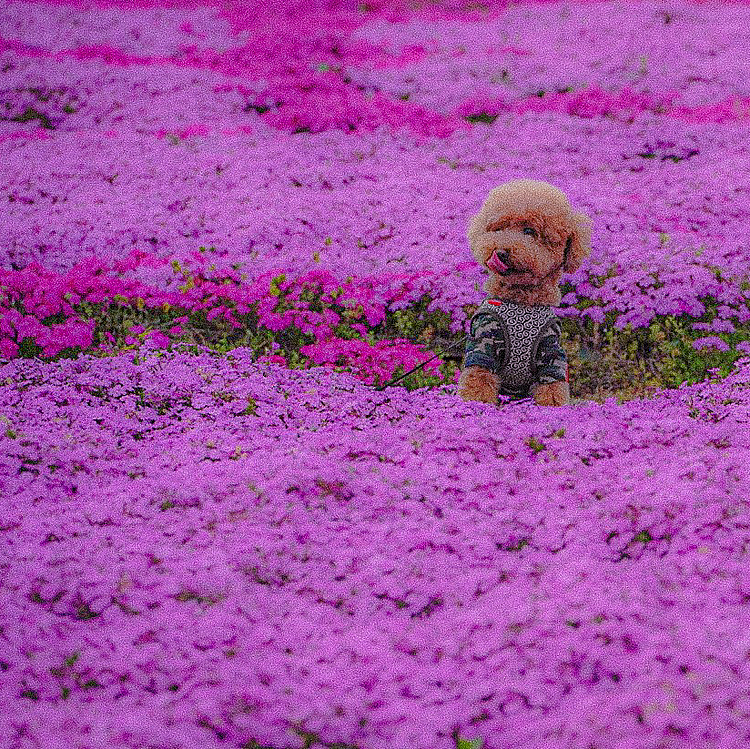 🐶芝桜🐾