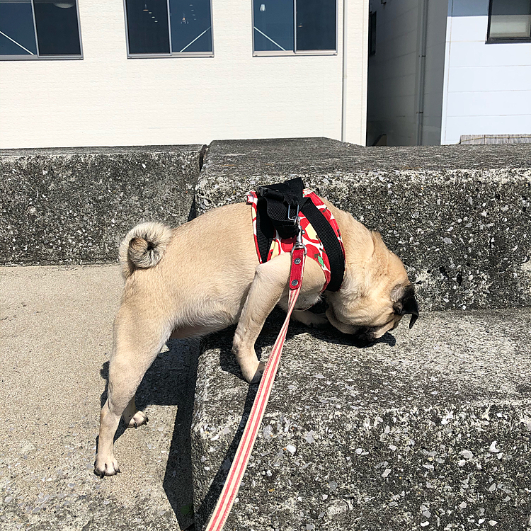 何か気になるにおいがしたのかな？