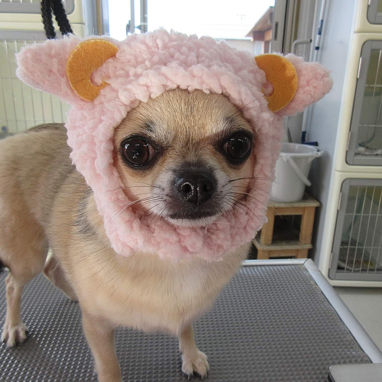昨日のトリミングのお写真🐶✨SNSで紹介されました😊