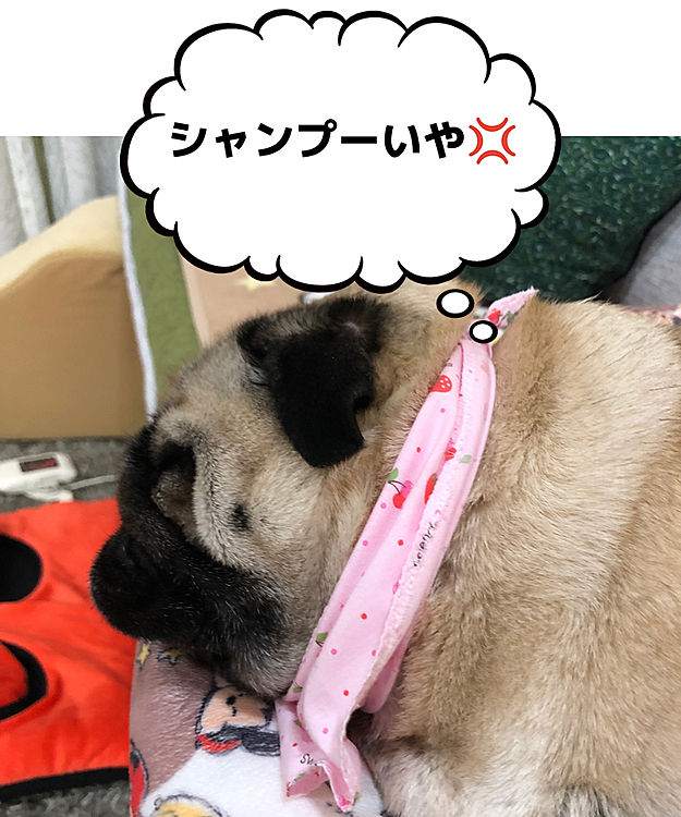 トリマーさんシャンプーから帰ってに爆睡です💤