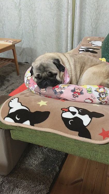 爆音注意❗️💤