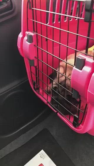 トリマーさんへの車中🚗
『行きたくな〜い』の嘆きです😿