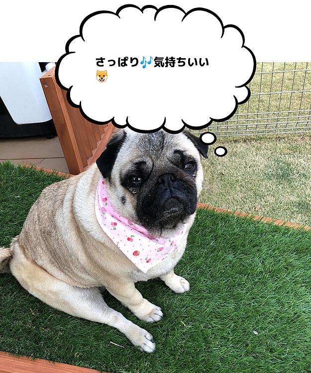 ふわふわでいい香りの『ししまる』🐶