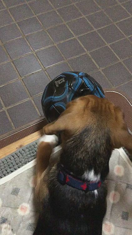 夜は少しボール⚽️で遊んだよ🐶🧢🍀
