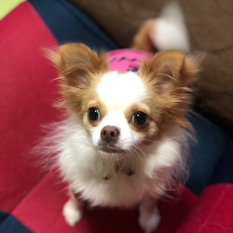 小春は知育玩具にオヤツ2粒入れたら
フンガ💨フンガ💨転がしてたね🎵🐶
ず〜っと転がしてるけど…
もうとっくにオヤツ2粒食べたやろ❓🤣