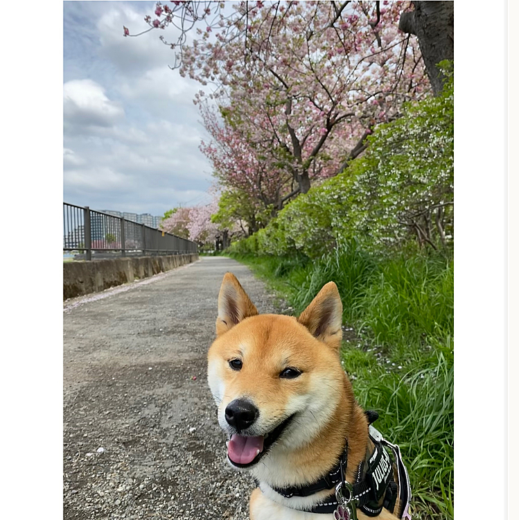 2021.04.06
今日ははじめての散歩コース🐾😊
桜🌸を見ながら歩いて気持ちよかったのですが、櫂はクンクンに忙しそうでした😆
