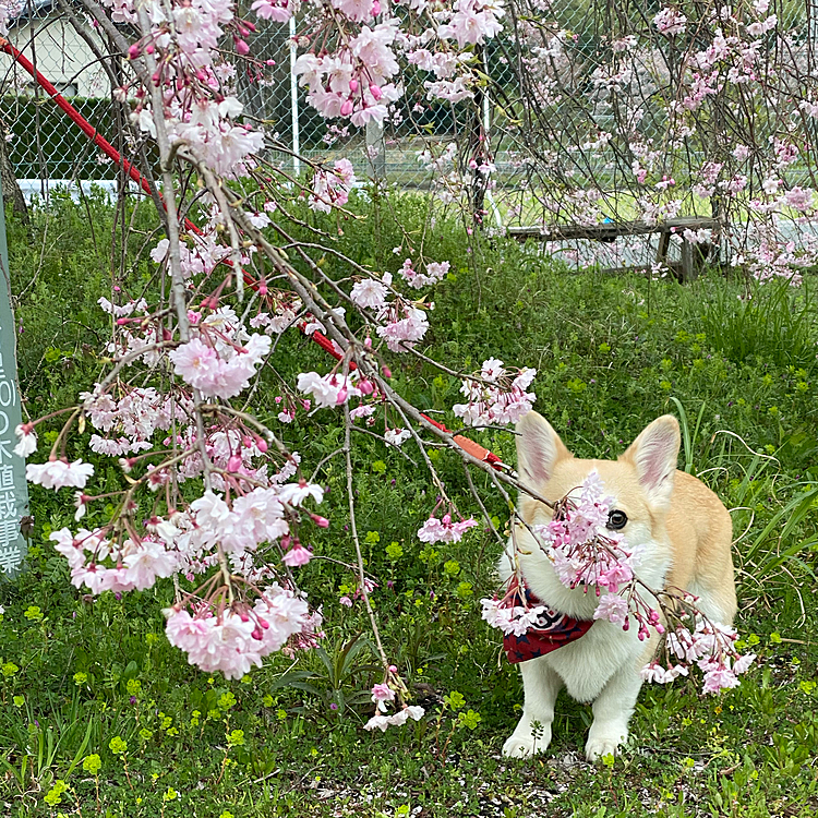 パパとママが休みだったので桜を見に行って来たよ〜