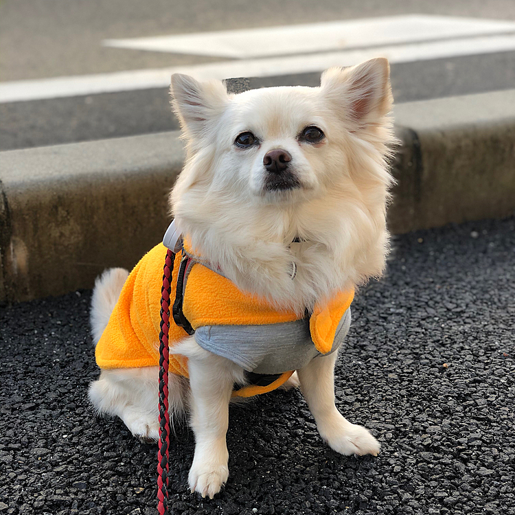 おはようございます☀
雨は上がって晴れてきました👍
小雪は、地面が濡れてて気に入らんけど
なんとか歩いてくれました🎵🐶