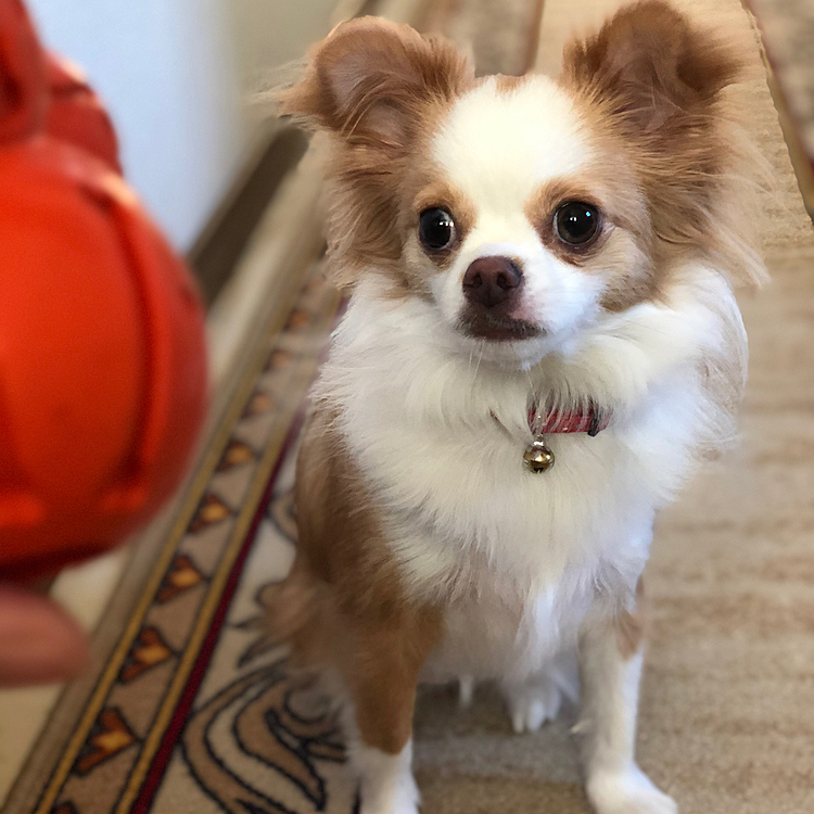 小春は、今朝も知育玩具で遊ぶ〜🎵🐶
待ち遠しくてウズウズしてます🤣