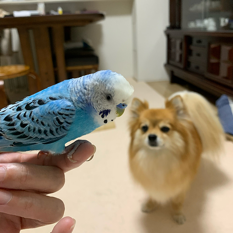 シエル、久々登場✨
凛にガン見されてるよー🤣🤣