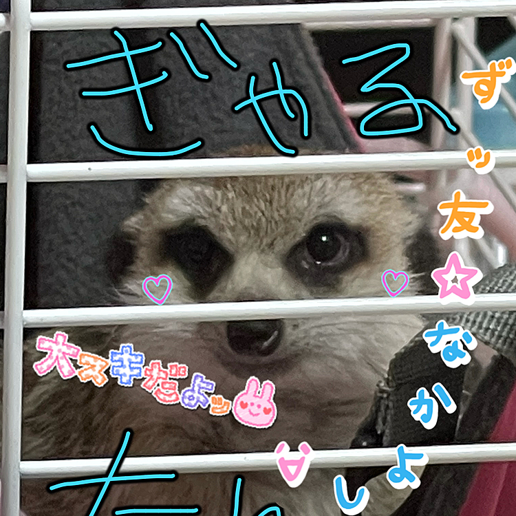 2021.04.03
家族になりました🙋‍♀️
ミーアキャットの瑠璃ちゃんです🥺💕
Rickyからお迎え✨
