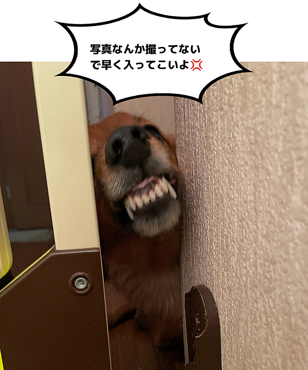 うちのワンコの御出迎え🤣🤣🤣
ヘルニアなので階段から落ちない様にする為の防護柵越しの嬉しい顔…らしいです😅😅😅

 #ヘルニア犬  #リハビリ犬