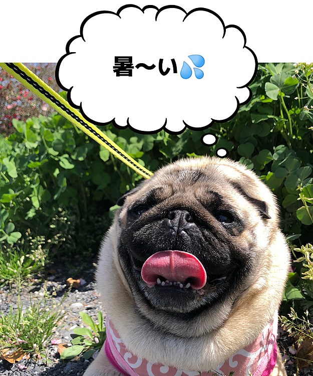 とうちゃん＆ママ一家揃ってロング散歩🐶
お天気良すぎて、鼻ぺちゃ族『ガハガハ👅ぶひぶひ🐽』です🤣