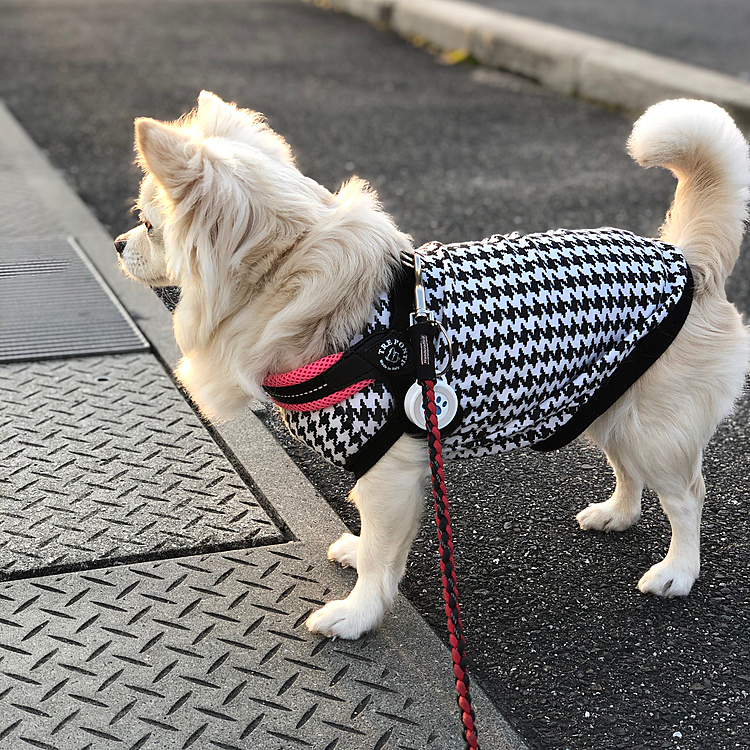 おはようございます☀
小雪は今朝も元気いっぱいお散歩してきました🎵🐶
お散歩してるとカエル🐸の鳴き声が聞こえてきてビックリしました🤣