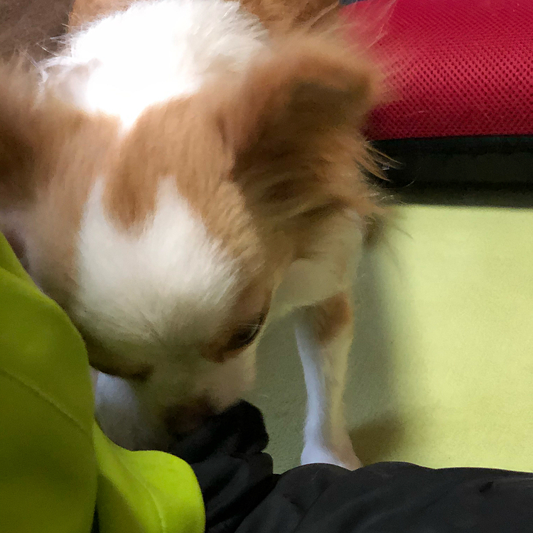 小春は朝から抜き打ちでの持ち物検査🎵🐶
ちょっとちょっと〜❣️
聞いてないよぉ〜🤣
無事に検査をクリアできてよかった😂