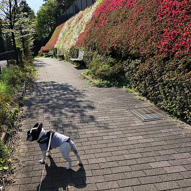 ここも躑躅ポイントのひとつです😀
もう少しで赤白赤の躑躅の壁が見られそうです😁