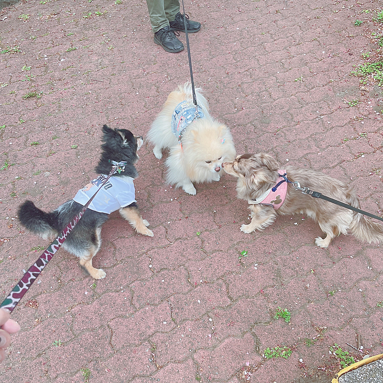 
ご近所友達、ポンちゃんとも公園に行って
プチピクニック🌳🌳

2時間半くらいかけて
森林公園を一周しました😊

いい運動になった🔆

