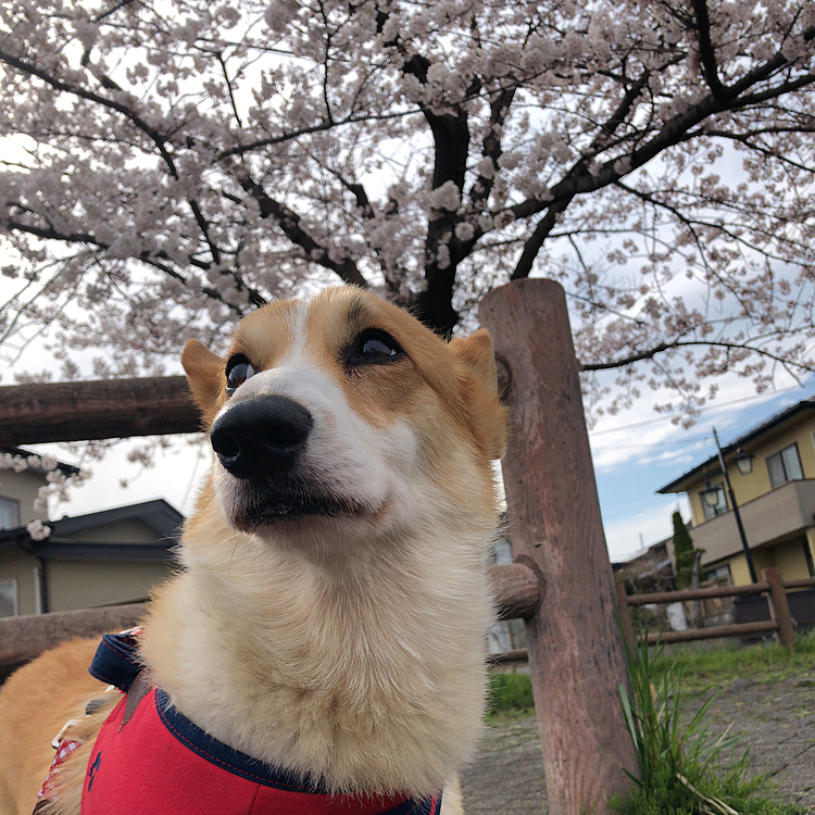 こんにちは😊
満開ではありませんが🌸
ようやく咲き始めました🌸
