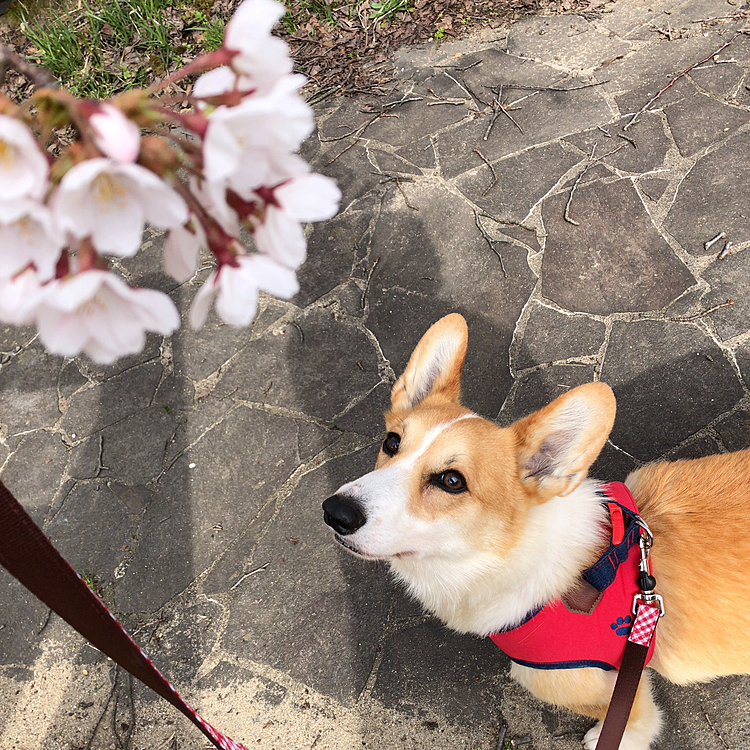 やっと春だねぇ🌸
まあるも嬉しいね😊