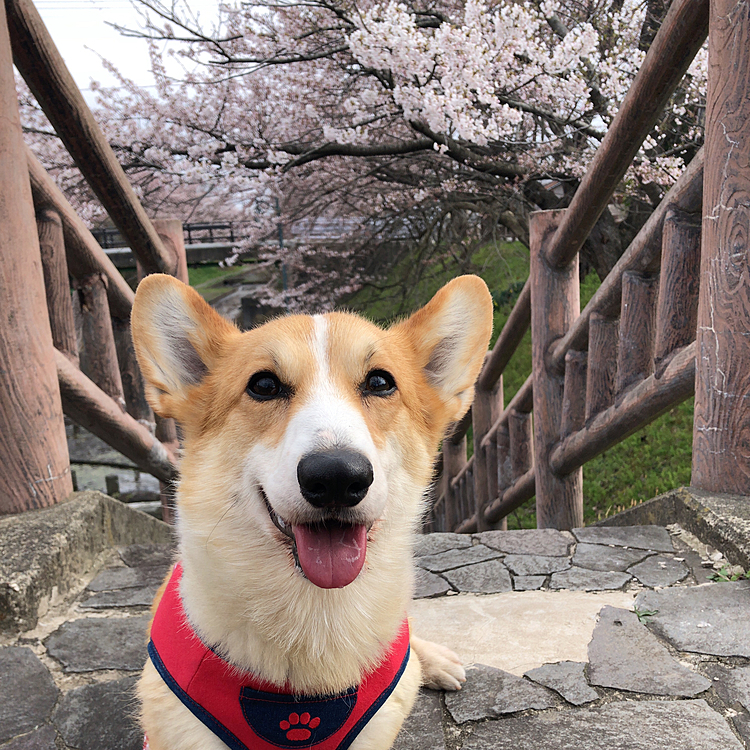はい😊
満点の笑顔頂きました😍
まだそんなに人が居なかったのでゆっくり歩けてよかったね😊