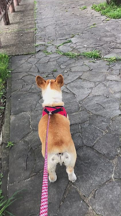 突然覚醒した🤣🤣🤣🤣
まあるの場合は桜よりも。。道端の匂い🤣🤣🤣ってか、おかーたんと散歩が楽しい😊笑笑
まある地方の桜の🌸お便りでした😊笑笑