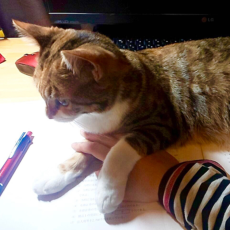 家庭教師な猫📝🐱