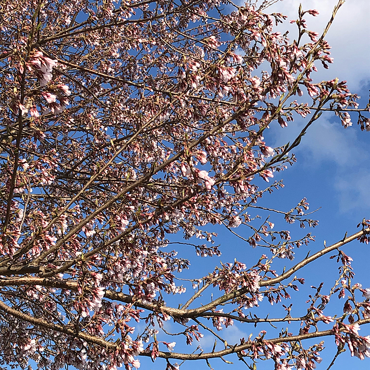 2021.4.8(木)
やっと桜🌸咲いてきて嬉しい〜🥰