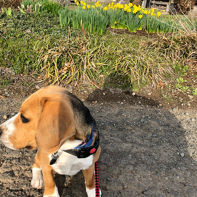 うちの水仙達も咲いてるのに、知らないよ〜‼️って顔🐶🧢

明日も桜🌸見に行けるかなぁ〜🌸😆