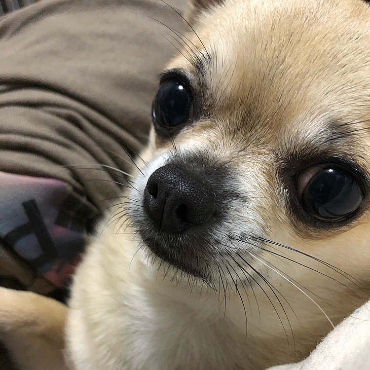 椅子の背もたれと私の背中の間でおとなしく待機してます😆少し分かりづらいですが. . .
