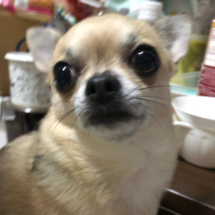 私が夕食を食べ終わった後は、もちろん膝の上にやってきました👀💦何か食べたのか😅
pocoは16時に夜ご飯食べたでしょ🍚😋
