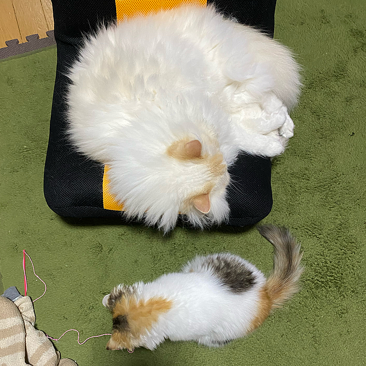 兄たん5歳、あたち5ヶ月