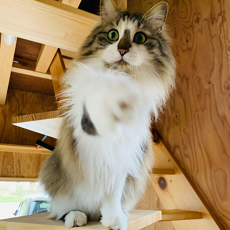 モフモフの猫パンチ♪