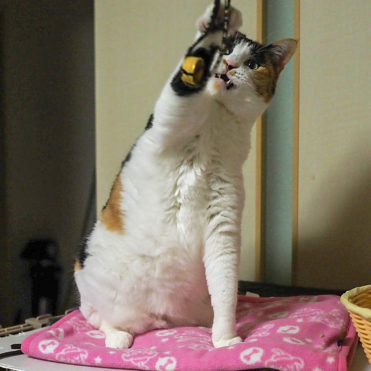 牙出しパンチ