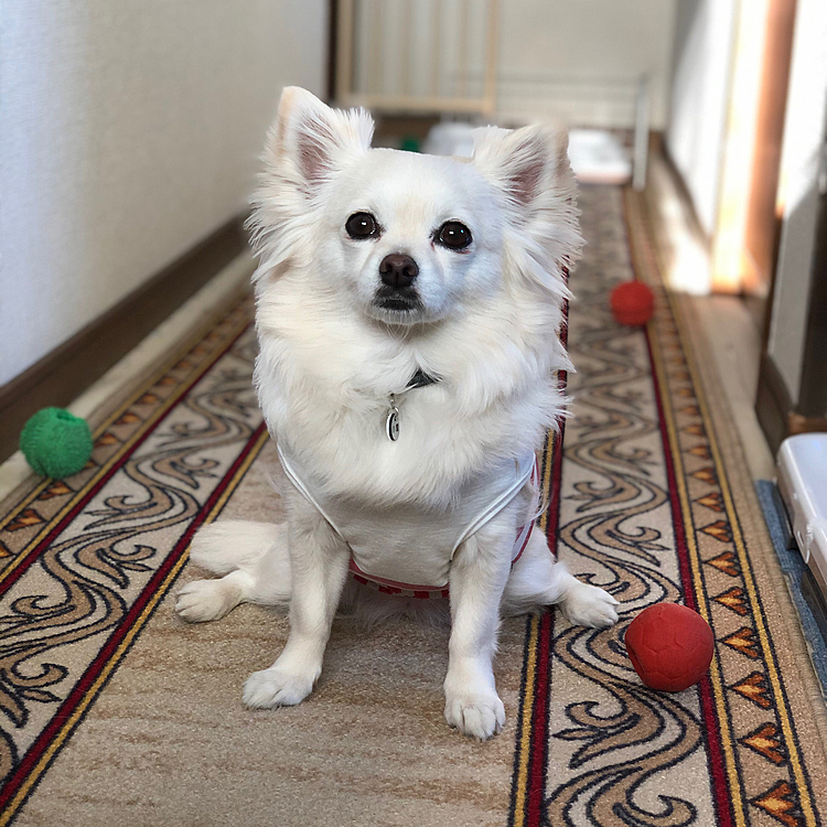 おはようございます☀
お散歩前の小雪🐶
なんか…お座り変じゃない❓
後ろ足そんなに開かんでもいいやん🤣
ワタチ、身体柔らかいアピール❓😂