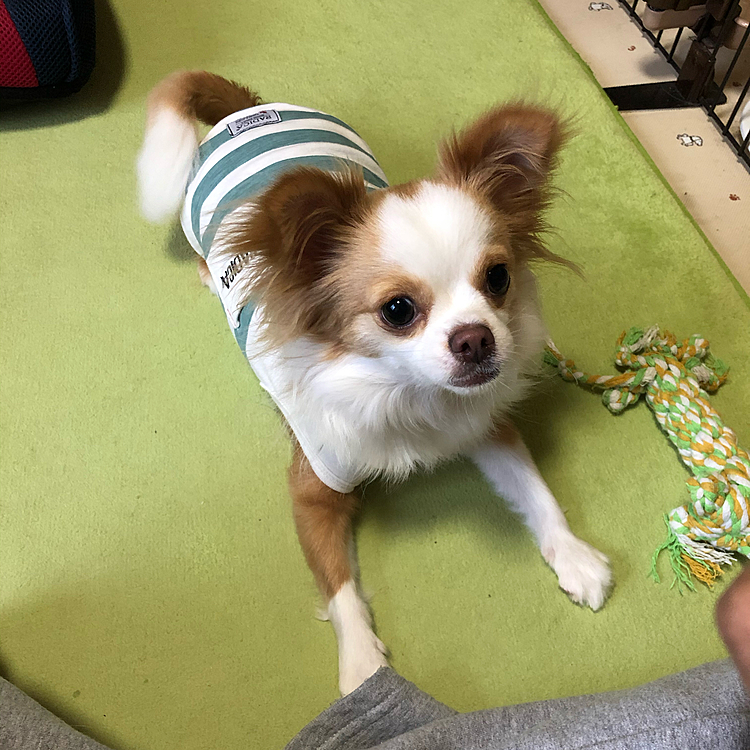 小春、朝から華麗に伏せ🎵🐶
ホンマ落ち着きないので、お座り＆伏せ
強化月間です👍😆