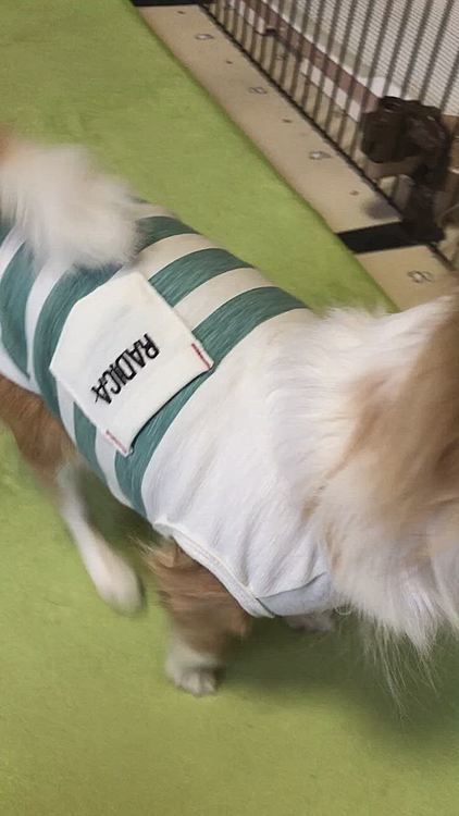小春、オヤツのためなら頑張れる子です🐶😆