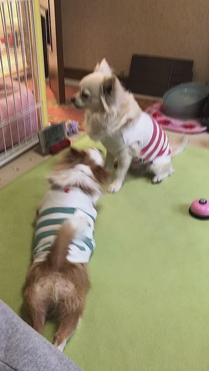 小雪みたいにチンチン🛎はまだまだ出来ないけどね〜🤣
そのうちチンチン🛎も出来るようになろうね👍😊