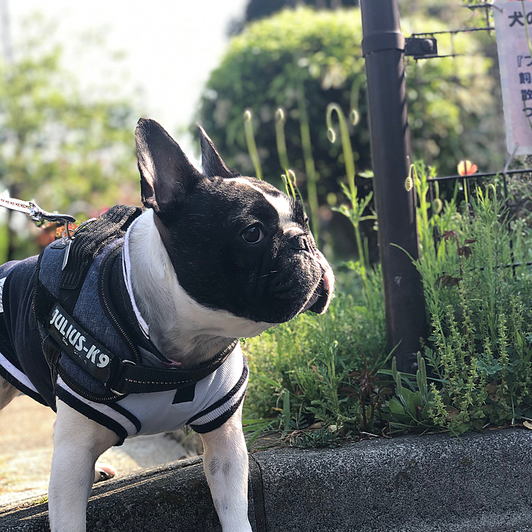 今日も良いお天気で朝のロング散歩に行って来ました😀